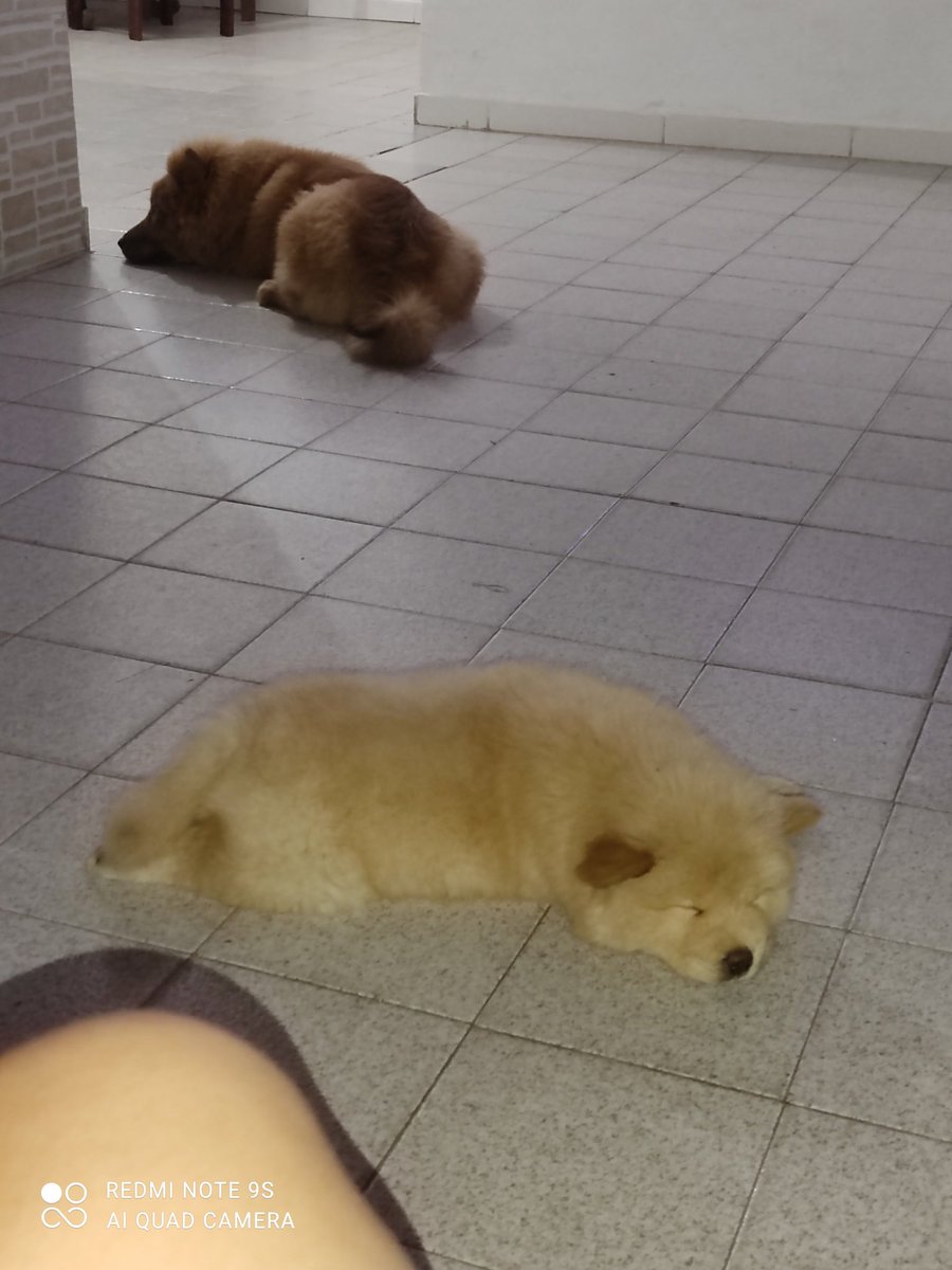 eibelle17's tweet photo. Os Filhos De Mamãe 🦁❤️ https://t.co/4WoWylRZdv