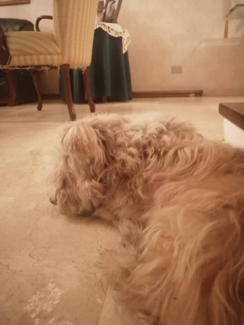DraOlmos's tweet photo. ¿Me ayudan a difundir? Nos enteramos que lo buscan. Twitter haz tu magia.
Buenas noches hoy rescate este poodle color Champaña, cayo en la piscina de los monolitos de Los Próceres, me dijo un guardia que su dueña lo estuvo buscando debe ser de la zona. Telf 04143120992 https://t.co/rdse1GS83h