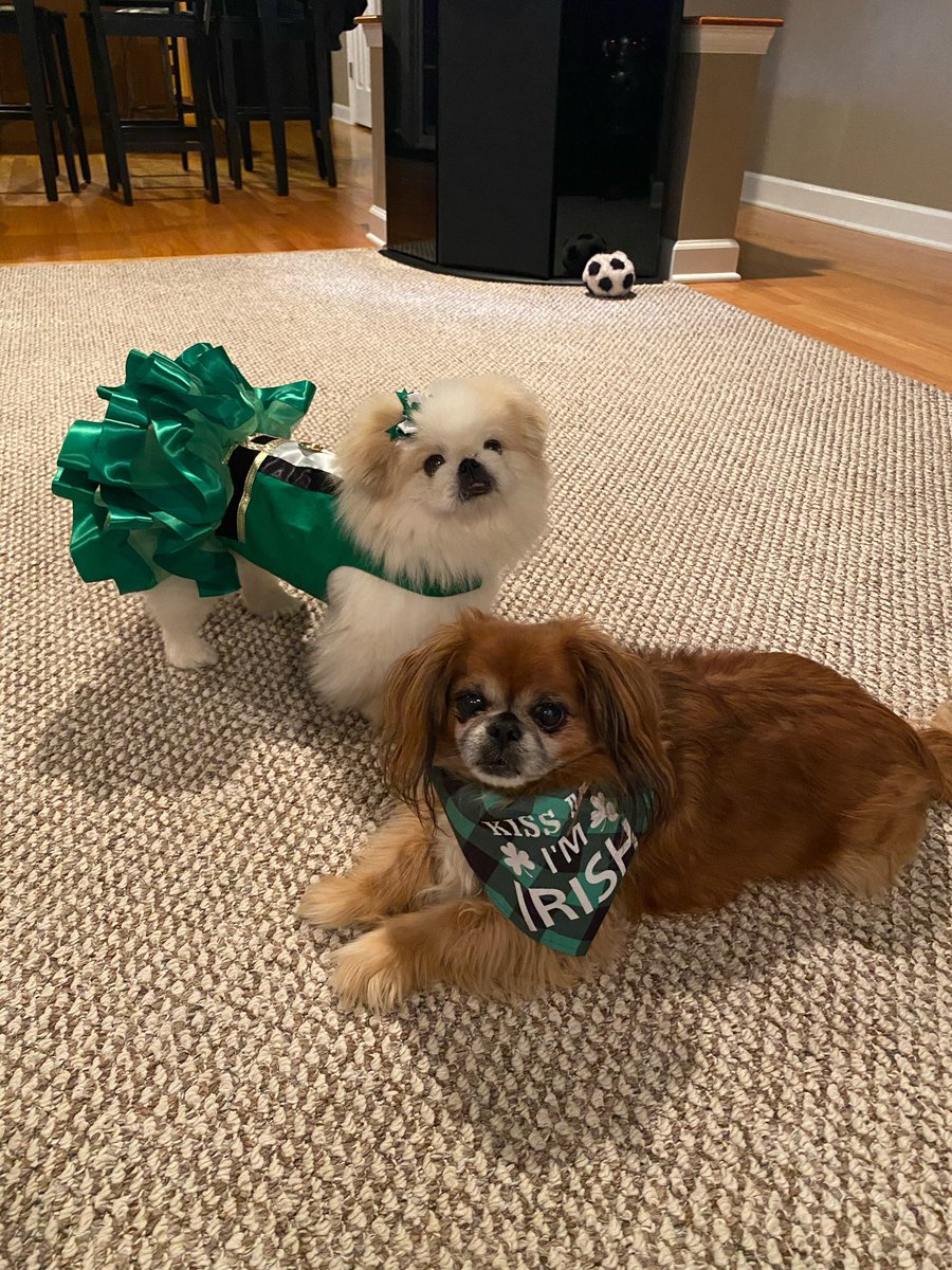 LV Therapy Dogs tweet media