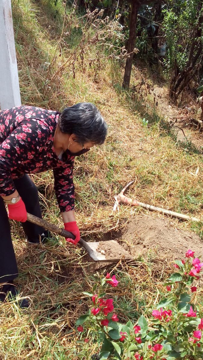EscalandoV's tweet photo. Vecinos de las colonias:
✅#DosRíos
✅ #Acuilotla
✅ #PuntaDeCehuayo
Muy emocionados y participativos plantando buganvilias dentro del #Colectivo18 @albertoEsteva @Claudiashein https://t.co/2Fmfrh5PwD