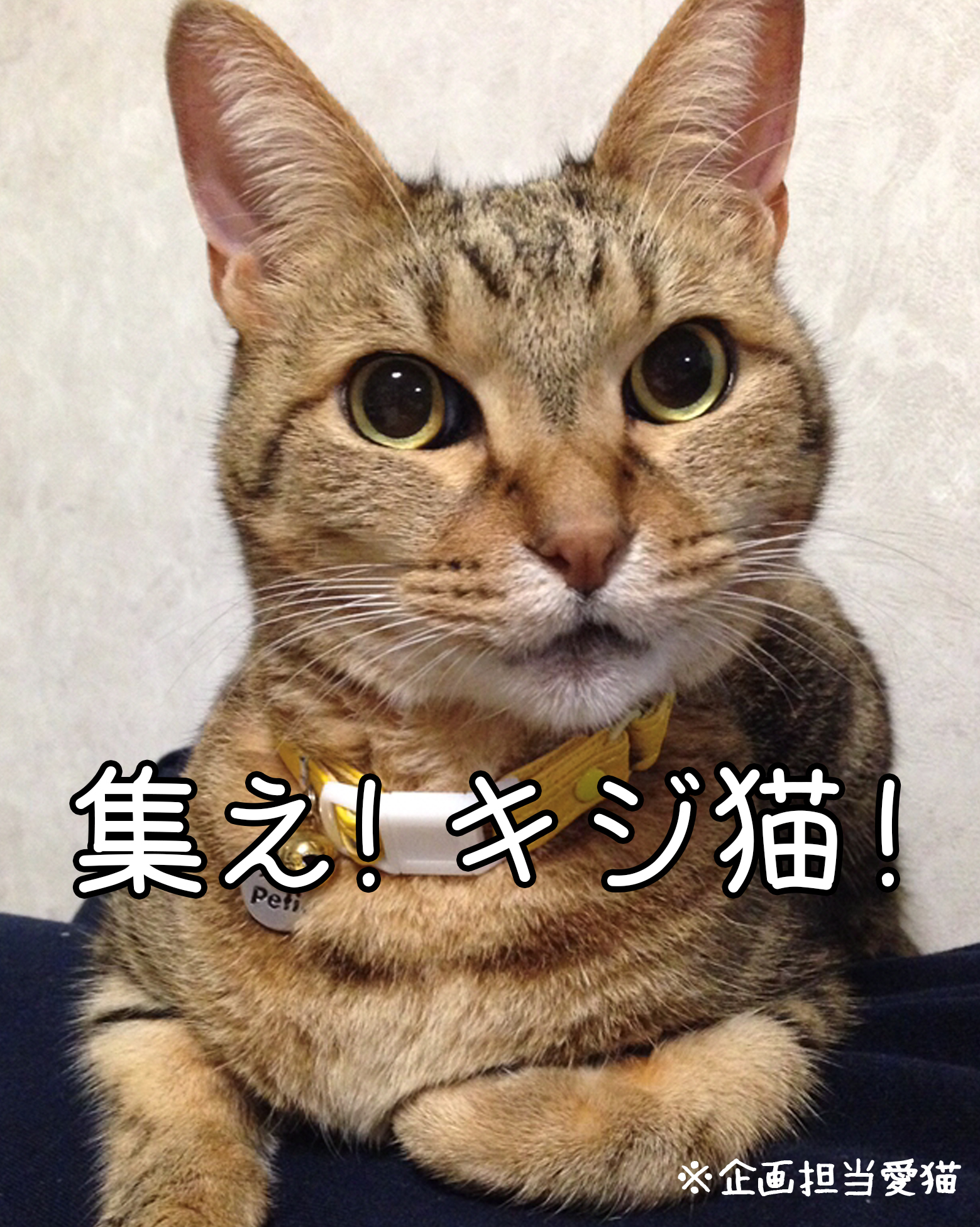 フェリシモ 猫部 今日3 22はキジ猫の名前の由来となった キジ が1947年に日本鳥学会から国鳥として選定された記念日 と いうことで 猫部は今日を キジ猫の日 として祭を開催します リプライでキジ猫さんのお写真を送ってニャ