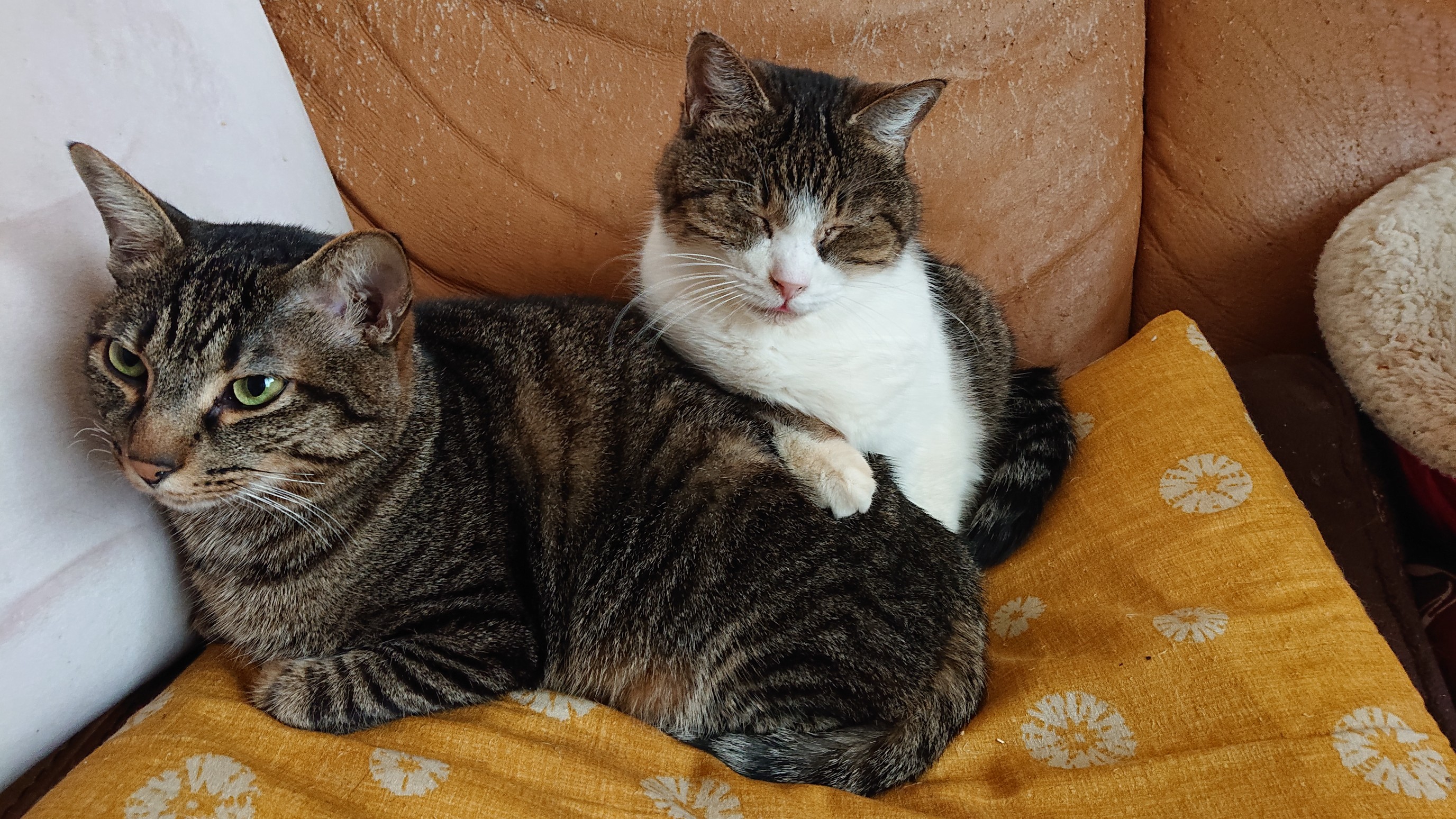 フェリシモ 猫部 今日3 22はキジ猫の名前の由来となった キジ が1947年に日本鳥学会から国鳥として選定された記念日 と いうことで 猫部は今日を キジ猫の日 として祭を開催します リプライでキジ猫さんのお写真を送ってニャ