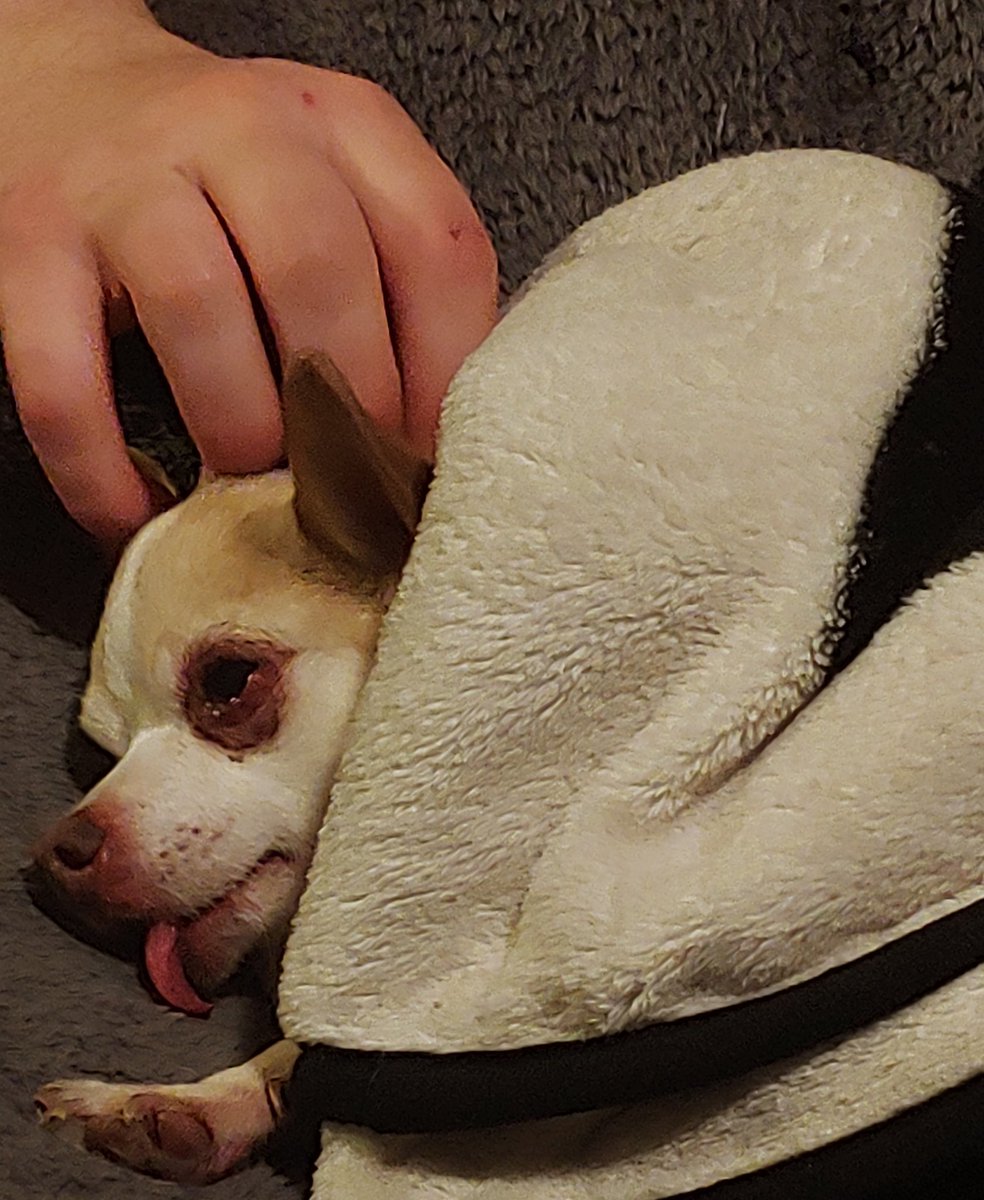 Lavanda_wendigo's tweet photo. My poor chihuahua was bit by a non-venomous snake :c He's drugged up from the ER vet visit but okay. https://t.co/mbN8qat6sy