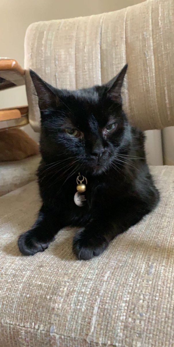 przoskaa's tweet photo. only one cat was found safe, two are still missing. we don't know if they got out or not. fire was on 79 Livingston ST in Lancaster. If anyone sees them please contact me. https://t.co/uxleflJG0F