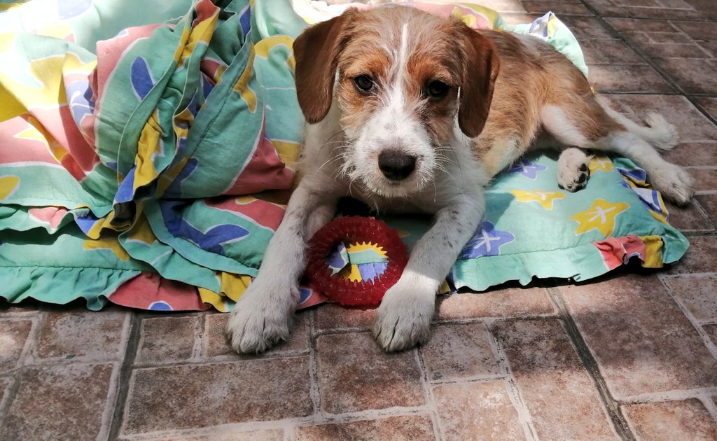 diana_dfc's tweet photo. Maca sigue buscando una familia que la ame y le de un oportunidad, aprox 3 meses talla chica/mediana, súper juguetona, alegre y cariñosa, quién se anima??? RT🙏 @perrososmx @MascotasSismo @FCF_mx @_PatriciaAnaya @PaolaFrida @EsEstra @iztalccihuatl @LinaM99385643 @Apoyo_Croqueton https://t.co/p4Mi6yPSbi