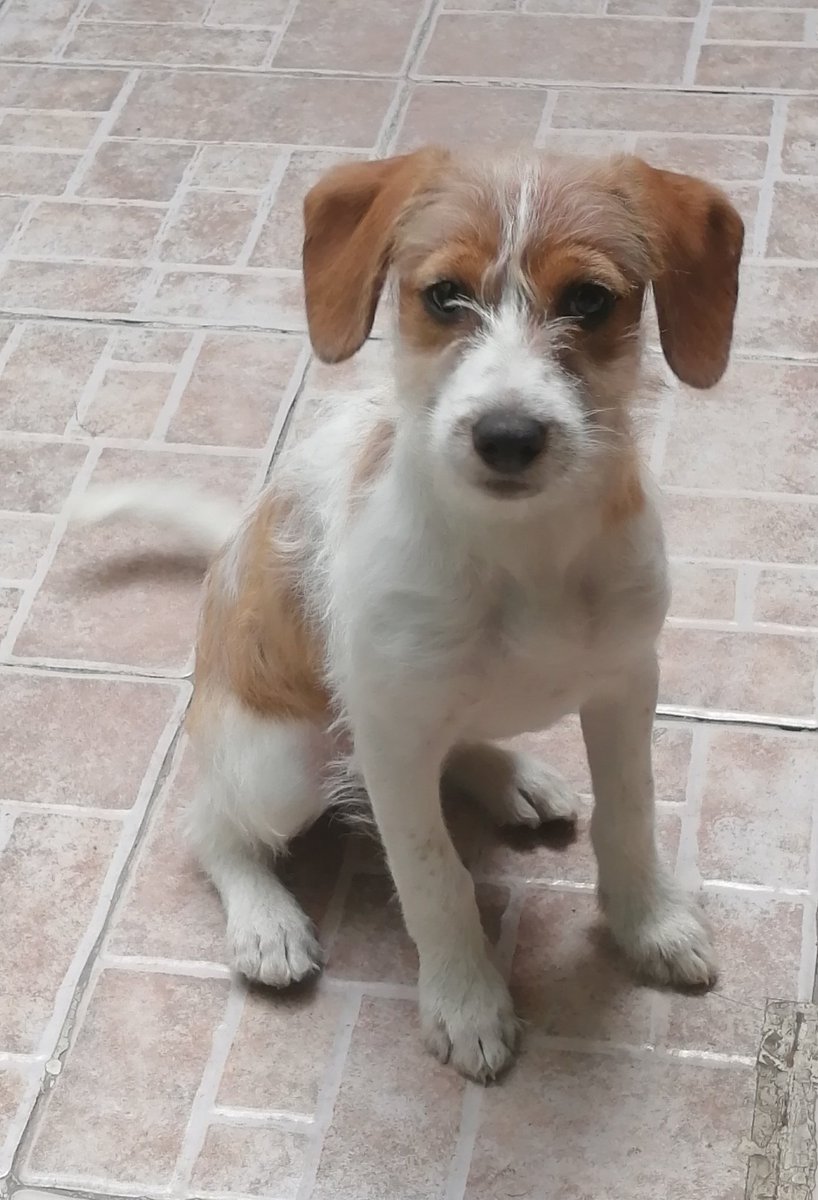 diana_dfc's tweet photo. Maca sigue buscando una familia que la ame y le de un oportunidad, aprox 3 meses talla chica/mediana, súper juguetona, alegre y cariñosa, quién se anima??? RT🙏 @perrososmx @MascotasSismo @FCF_mx @_PatriciaAnaya @PaolaFrida @EsEstra @iztalccihuatl @LinaM99385643 @Apoyo_Croqueton https://t.co/p4Mi6yPSbi