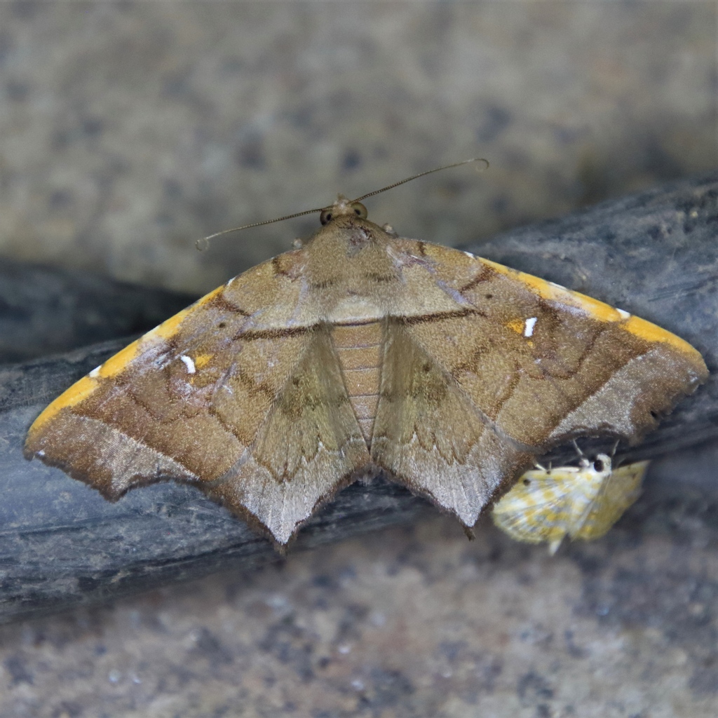 MondayMoth's tweet photo. Episparis costistriga

#mothmonday #moth #lepidoptera #mondaymoth #entomology #bugpics https://t.co/FK4m5zBkqg