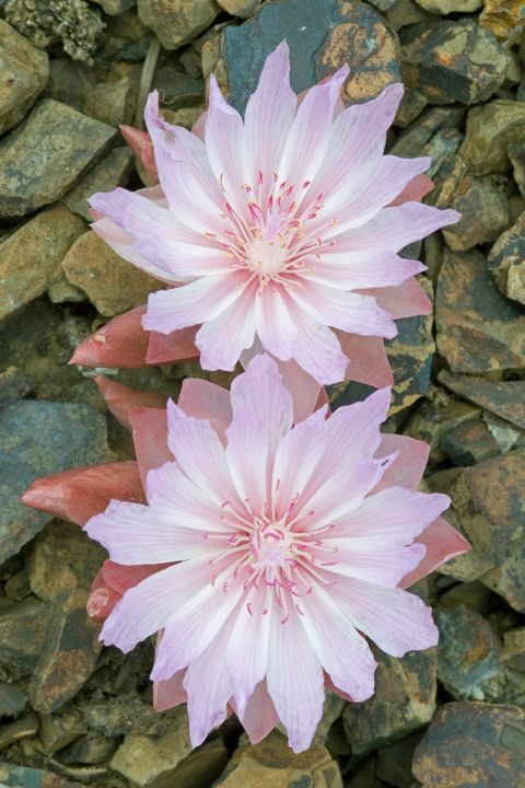 #Flowers #WWEFastlane #Rutgers #RHOA #90DayFiance