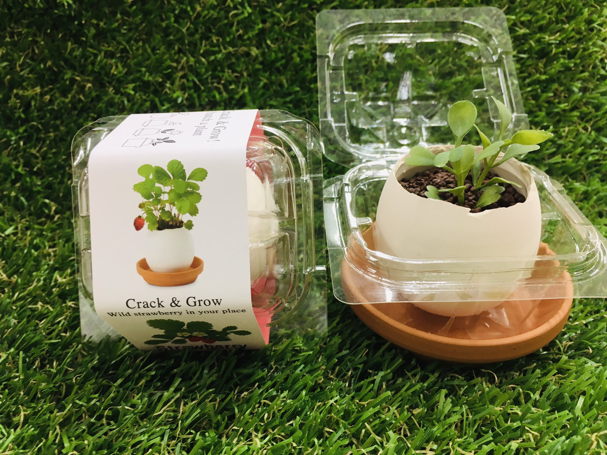 栽培セットメーカーのseishin 聖新陶芸 Seishinのロゴにもなっている エッグリング たまごでハーブを育てる なんとも可愛らしい栽培セット 実は年以上前に誕生した超 ロングセラー商品なのです 栽培セット 東急ハンズ Twitter