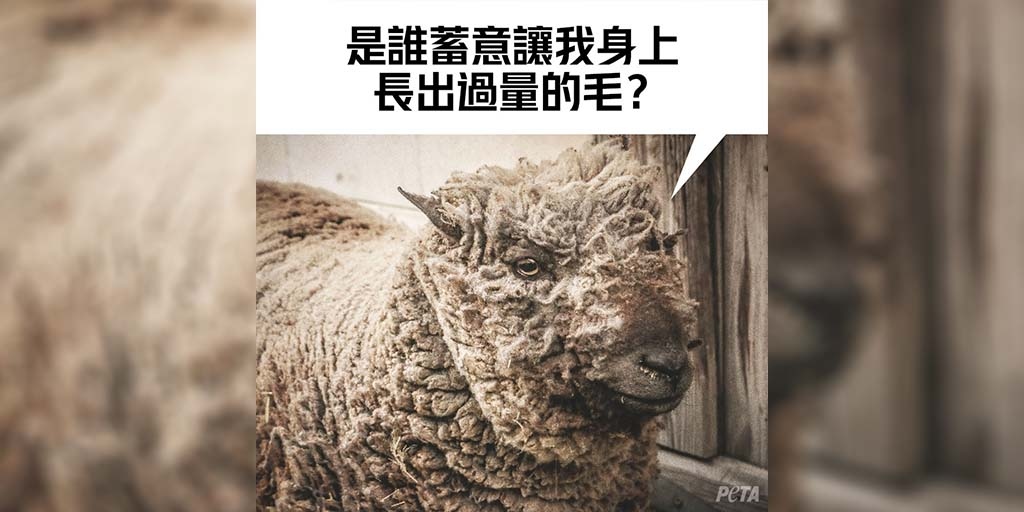 Peta 亞洲善待動物組織on Twitter 很多人以為剪羊毛就像人類理髮一樣是在幫助綿羊 否則羊會承受不了太多的毛 事實卻是 沒有人為干涉的情況下 綿羊的毛只會長到足以讓自己抵禦極端氣溫 但被人類馴化用作生產羊毛的綿羊 例如澳洲農民培育的美利奴綿羊 Peta 亞洲善待動物組織on Twitter 很多人以為剪羊毛就像人類理髮一樣是在幫助綿羊 否則羊會承受不了太多的毛 事實卻是 沒有人為干涉的情況下 綿羊的毛只會長到足以讓自己抵禦極端氣溫 但被人類馴化用作生產羊毛的綿羊 例如澳洲農民培育的美利奴綿羊