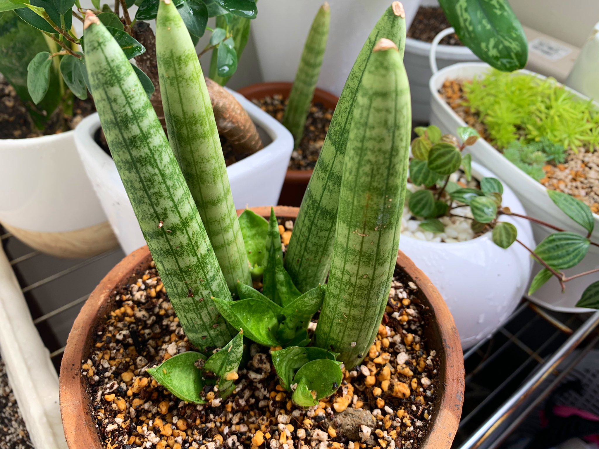 キリンドリカ Twitter Search Twitter