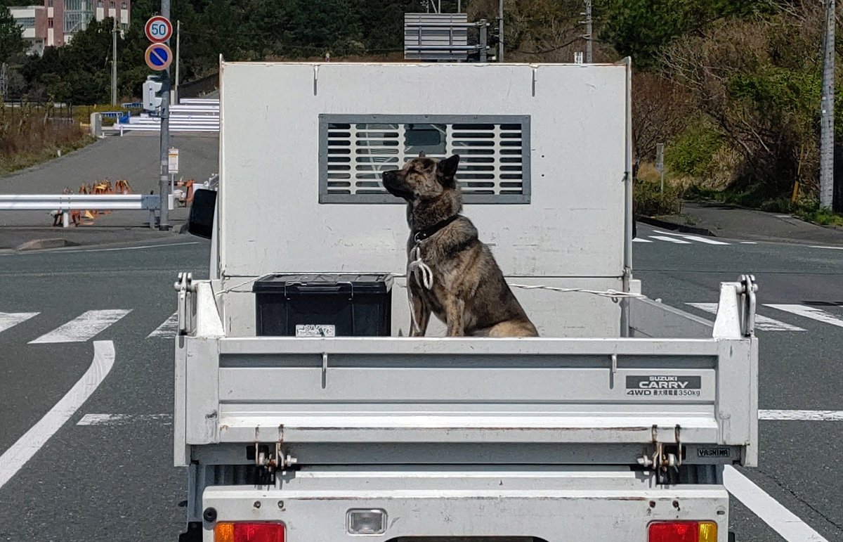 田舎にありがちな軽トラオプション 荷台からこちらを見つめる犬さんが可愛い あるあるですね Togetter 田舎にありがちな軽トラオプション 荷台からこちらを見つめる犬さんが可愛い あるあるですね Togetter