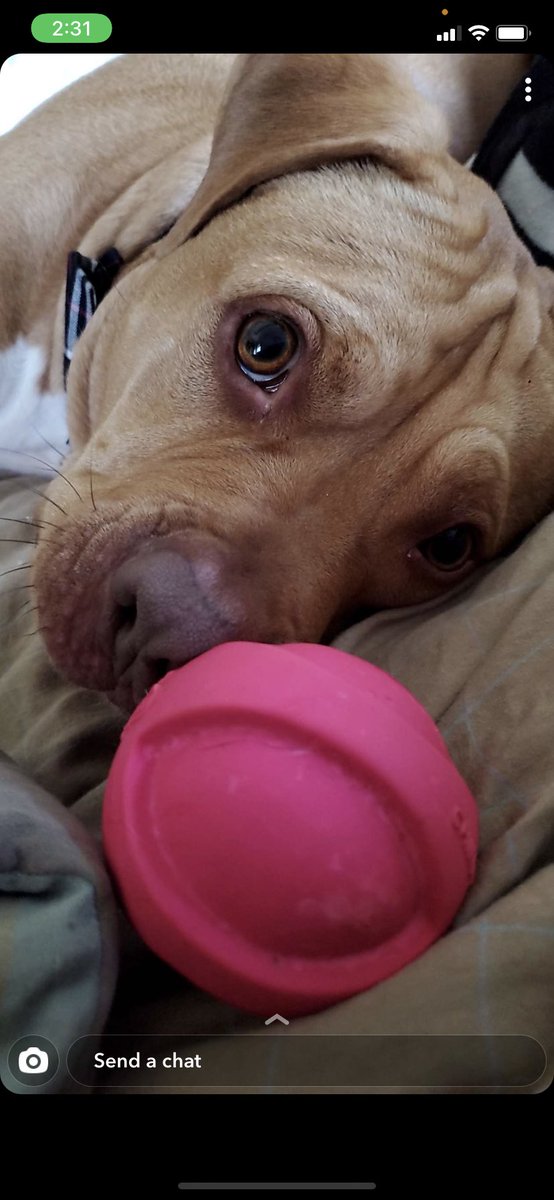 kaitlins5's tweet photo. Getting pictures of my favorite fluff butt boy through the day is a favesies... who wouldn’t love this look 😆👏🏻 #ThatLook #PupFace #FurrButtLife #PitMix #PleasePlay https://t.co/zI3nWS16hT