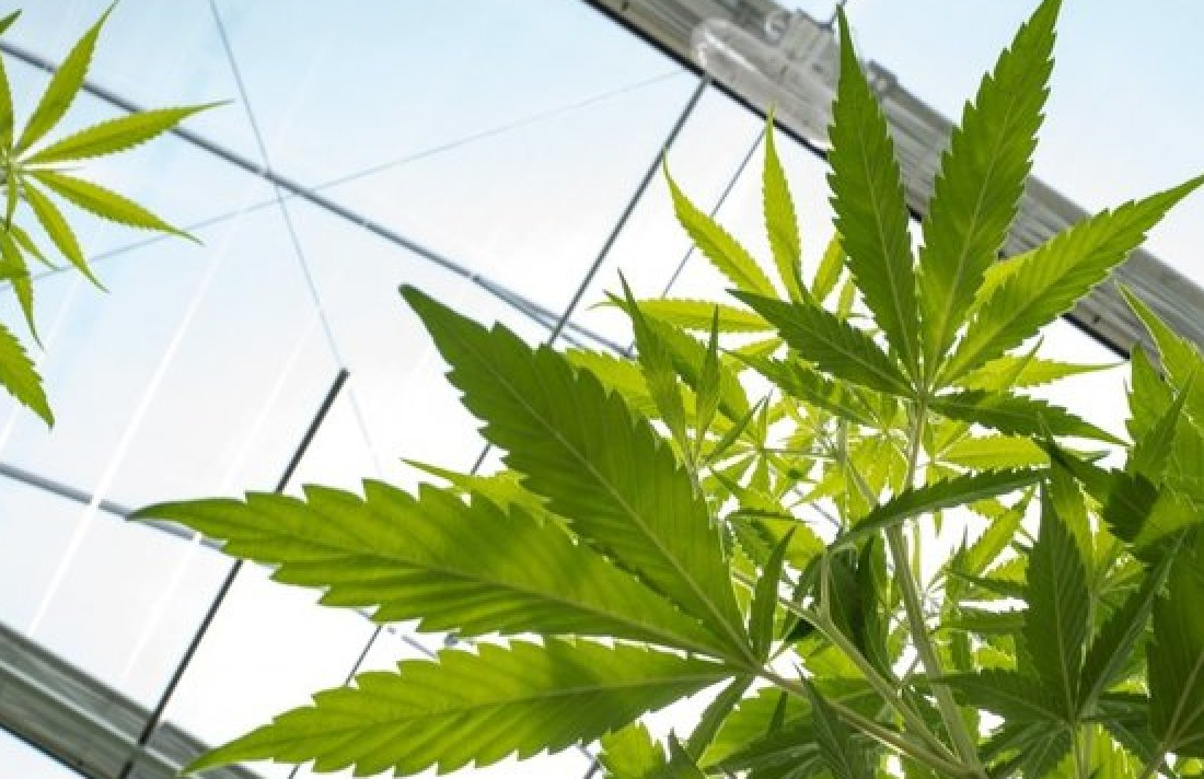 CannabisCulture's tweet photo. What Are The Best Jobs In The Cannabis Industry? #industry #business #USA #job https://t.co/kgE4leYVSN https://t.co/aXGyYVOcTG