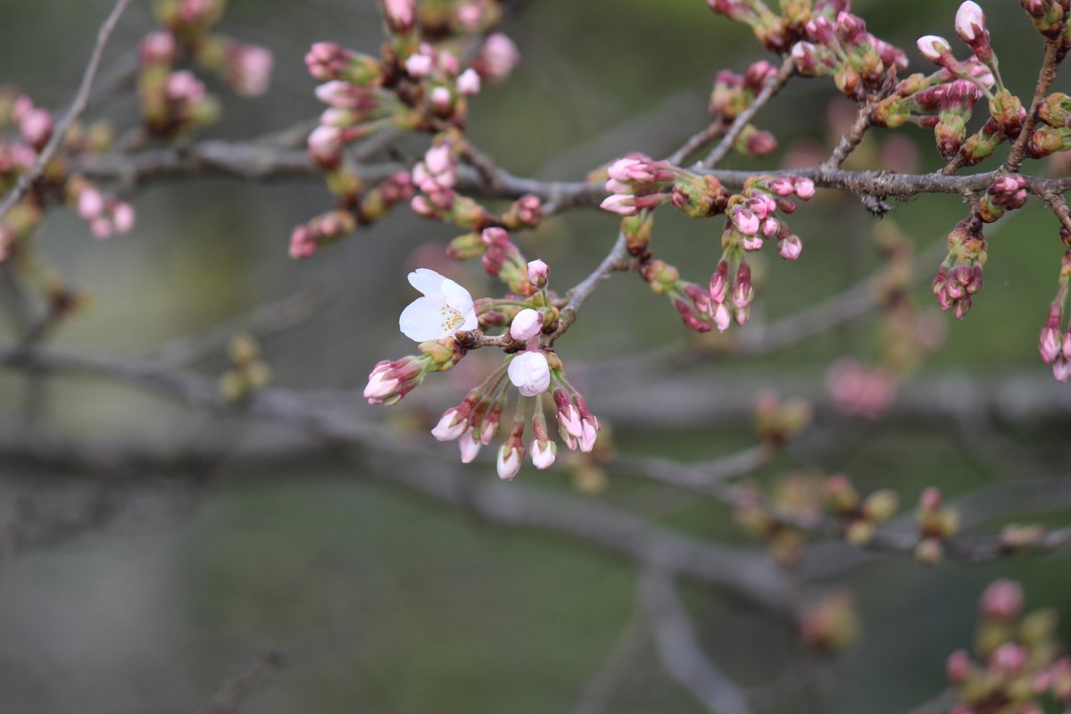 宇都宮二荒山神社 公式 境内の桜も開花が進んでおります 3月27日より4月11日まで 日没より時30分まで大鳥居 正面階段 神門のライトアップを実施いたします 神社は19時に閉門となりますが 正面階段の 夜桜をお楽しみください ライトアップ写真 宇都宮二荒山神社 公式 境内の桜も開花が進んでおります 3月27日より4月11日まで 日没より時30分まで大鳥居 正面階段 神門のライトアップを実施いたします 神社は19時に閉門となりますが 正面階段の 夜桜をお楽しみください ライトアップ写真