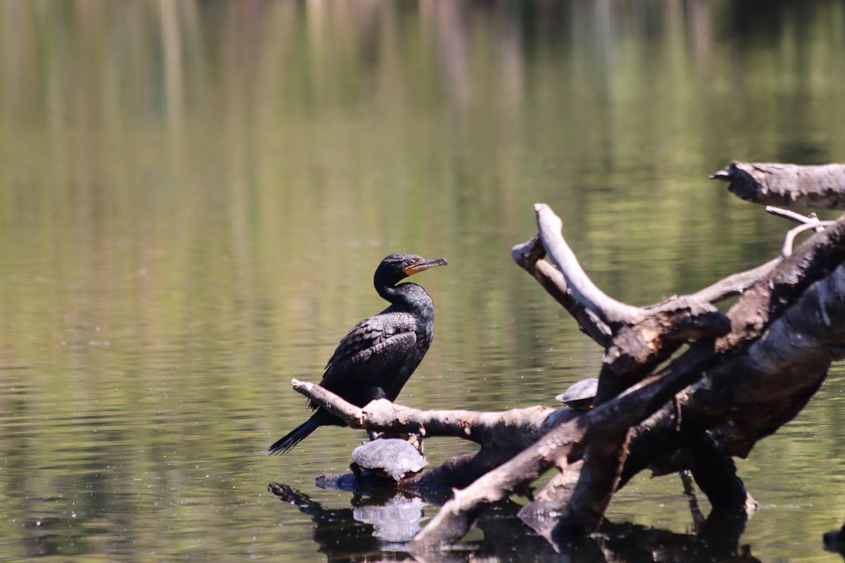 SDUndercover's tweet photo. Don't know a lot about birds. A cormorant, maybe? With some red-eared sliders. #wildlife #SundayFunday #Photos https://t.co/eZ82EVllia