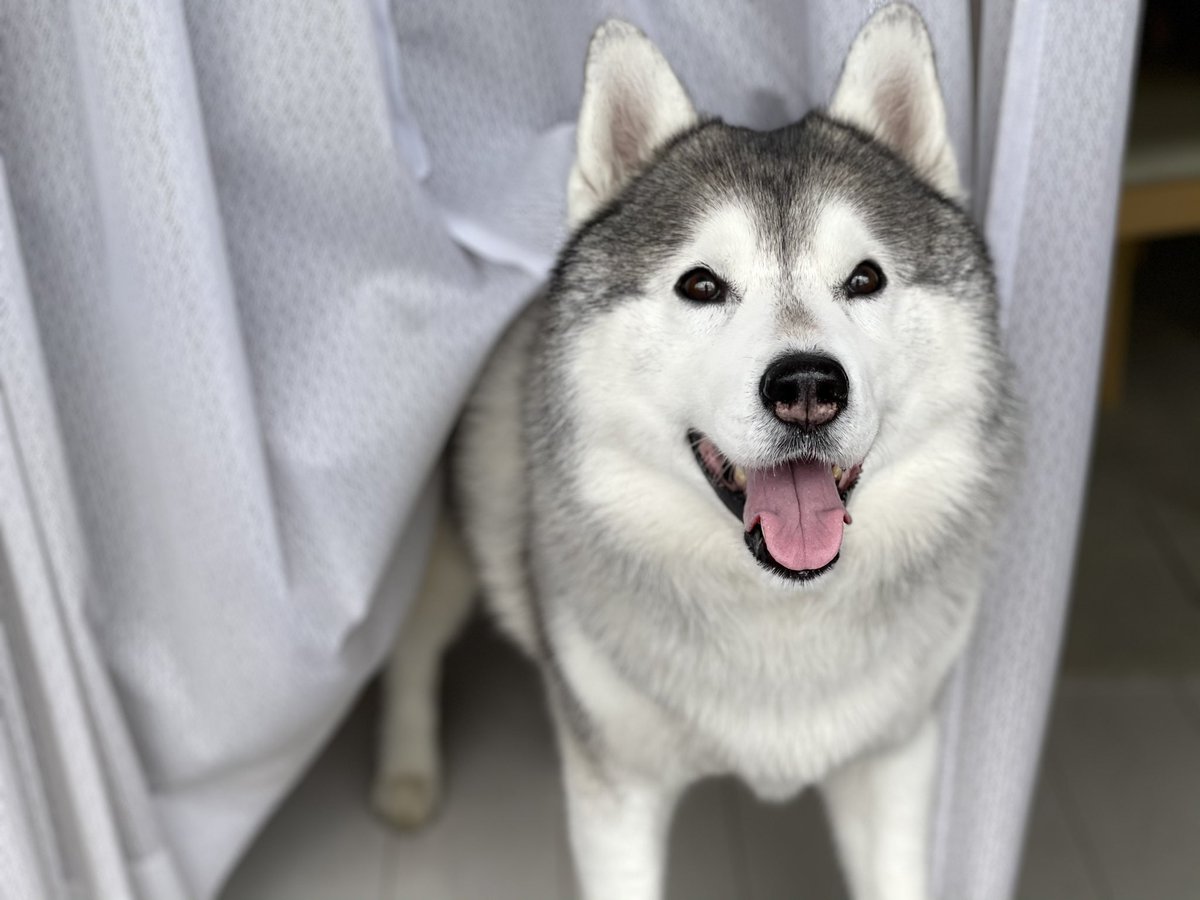 男前ハスキー犬さん アプリでディズニー顔にされてしまう 主人不在時に友達呼んで家で勝手にパーティするタイプ Buzz Media 男前ハスキー犬さん アプリでディズニー顔にされてしまう 主人不在時に友達呼んで家で勝手にパーティするタイプ Buzz Media