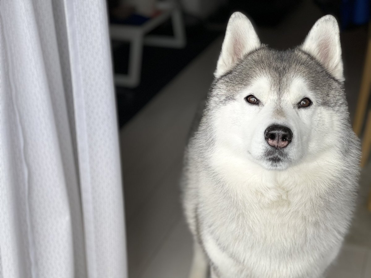 男前ハスキー犬さん アプリでディズニー顔にされてしまう 主人不在時に友達呼んで家で勝手にパーティするタイプ Buzz Media 男前ハスキー犬さん アプリでディズニー顔にされてしまう 主人不在時に友達呼んで家で勝手にパーティするタイプ Buzz Media