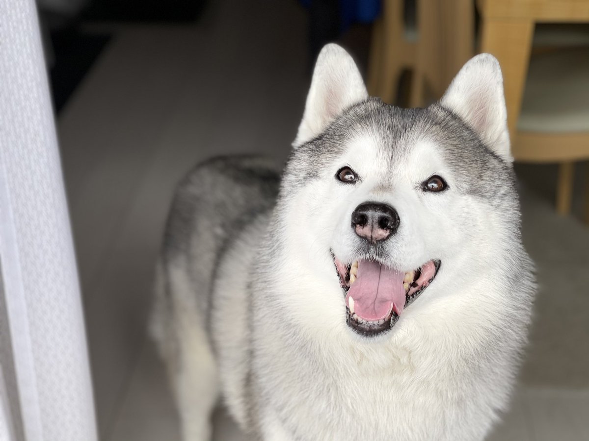 男前ハスキー犬さん アプリでディズニー顔にされてしまう 主人不在時に友達呼んで家で勝手にパーティするタイプ Buzz Media 男前ハスキー犬さん アプリでディズニー顔にされてしまう 主人不在時に友達呼んで家で勝手にパーティするタイプ Buzz Media