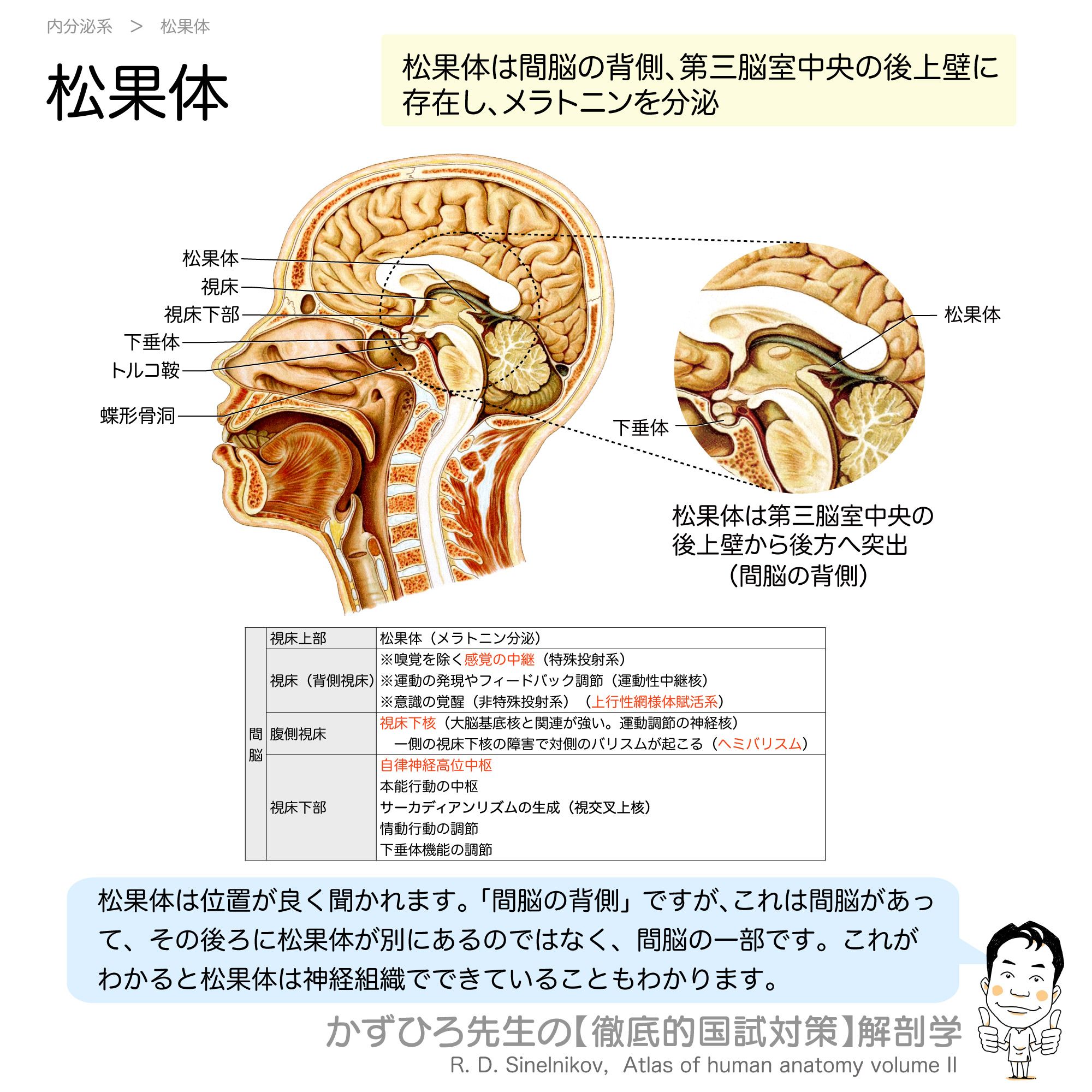 脳室・松果体 (ビジュアル脳神経外科 Anatomy & Surgical Approach 4) ビジュアル脳神経外科 4 脳室・松果体