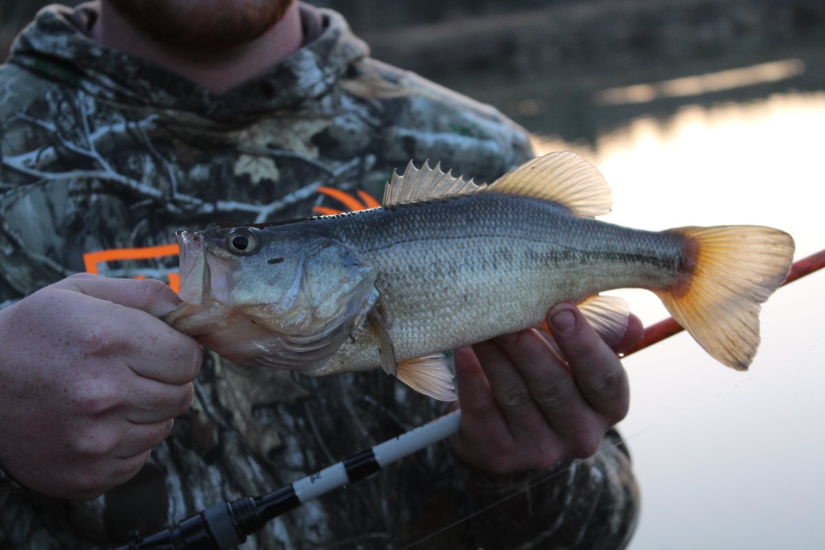 BrosWicked's tweet photo. Just some photos from today- check out the youtube- https://t.co/2VTsLWrYsK
#fishing #bass #prespawnbass #spring #pennsylvania #rippinlips https://t.co/tXr30nhc7q