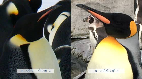 皇帝vs帝王 の感情分析 Nyakone