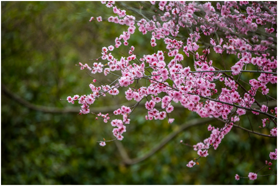 Kunshan_China's tweet photo. Spring is coming with its full “makeup”! The colorful flowers blooming in #Kunshan lighten up the graceful city from long winter and brings a vibrant landscape for locals to appreciate. #KunshanInSpring https://t.co/dVk3ldsjFH