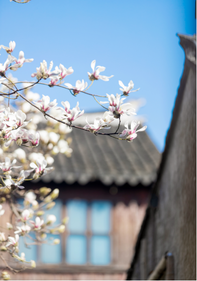 Kunshan_China's tweet photo. Spring is coming with its full “makeup”! The colorful flowers blooming in #Kunshan lighten up the graceful city from long winter and brings a vibrant landscape for locals to appreciate. #KunshanInSpring https://t.co/dVk3ldsjFH