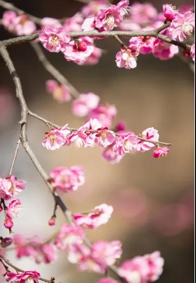 Kunshan_China's tweet photo. Spring is coming with its full “makeup”! The colorful flowers blooming in #Kunshan lighten up the graceful city from long winter and brings a vibrant landscape for locals to appreciate. #KunshanInSpring https://t.co/dVk3ldsjFH