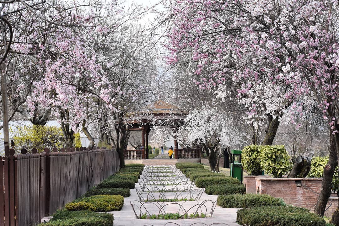 BakaalSania's tweet photo. Almond trees at Badamwari in Kashmir capital srinagar are in full boom, making the onset of spring. •
Pc: uzair
@firozyehya @RJNASIROFFICIAL
@Touseefraina @DrSuneem
@BasharatPeer @KVijayKumarIPS
#kashmir #spring_in_kashmir https://t.co/Pfx0iYONdZ