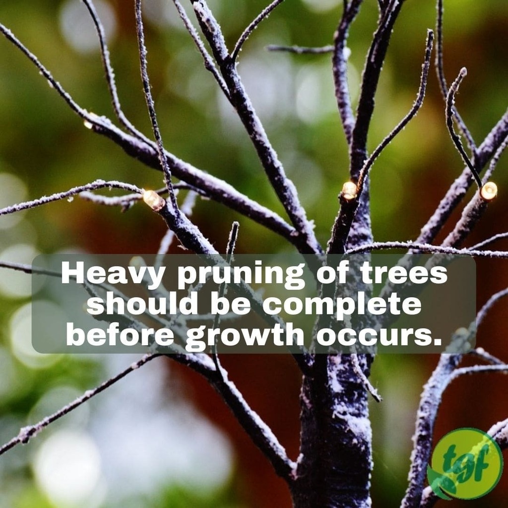 gardenerfriends's tweet photo. Just Pinned to Pruning Tips: Heavy pruning of trees should be complete before growth occurs. #pruning #pruning101 #pruningtip #pruningguide #pruningforbeginners #gardening #thegardenersfriends #prune #nature #treehealth #pruningcut #whentoprune #prunings… https://t.co/edJM7FLejw https://t.co/KB9XmuUPo5