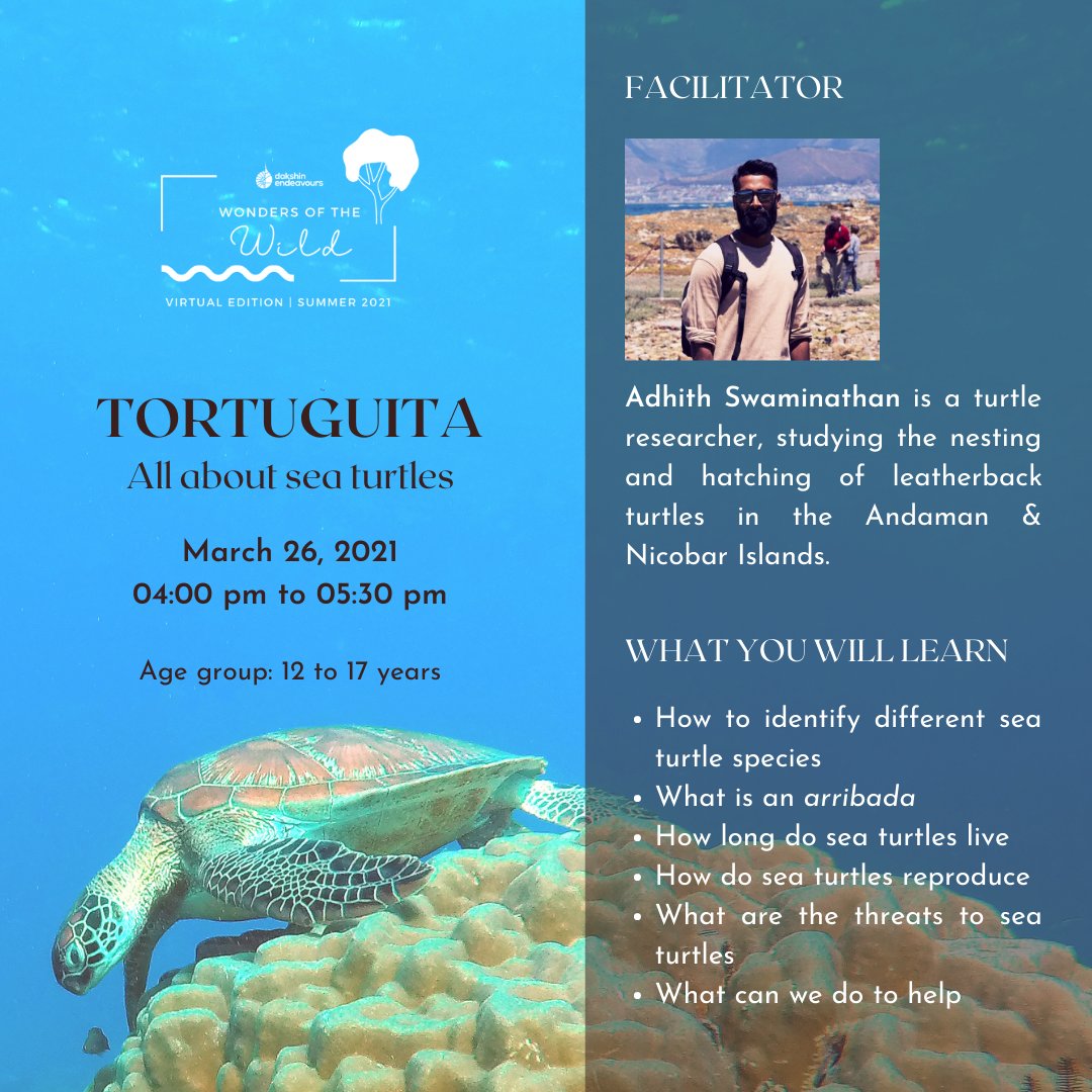 Announcing Tortuguita - the first in the Wonders of the Wild series. Adhith Swaminathan discusses all things sea turtles.

The session is open to students in the age group of 12 to 17 years.

More details here: bit.ly/Wow-Tortuguita

#wondersofthewild #onlineclasses #seaturtles