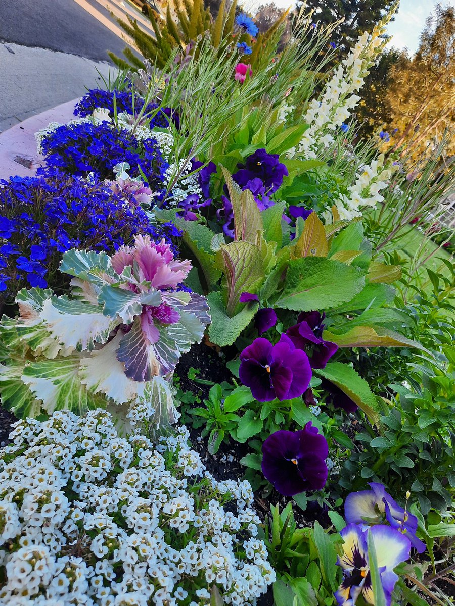 redpixierose's tweet photo. Went on a #beautiful #walk today! Took the time to enjoy the #sunshine and #Flowers! Aren't these incredible!!!!
Follow me for amazing fun experiences!
#selfcare #gooutside #city #silverlining #concretejungle #urbanexploration #followme https://t.co/MQMARuJSXa