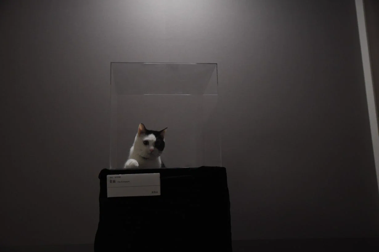 天才的発想！『置いておくだけで飼っている猫が美術品みたいになる』キャットタワーがアイデア満載！！