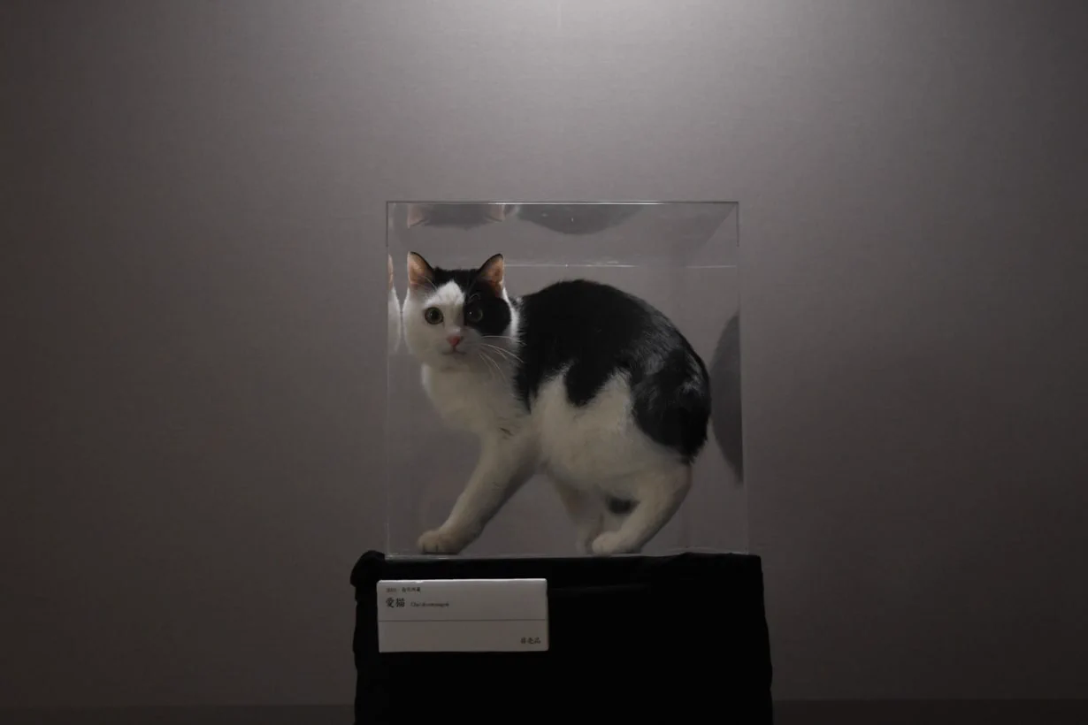 天才的発想！『置いておくだけで飼っている猫が美術品みたいになる』キャットタワーがアイデア満載！！