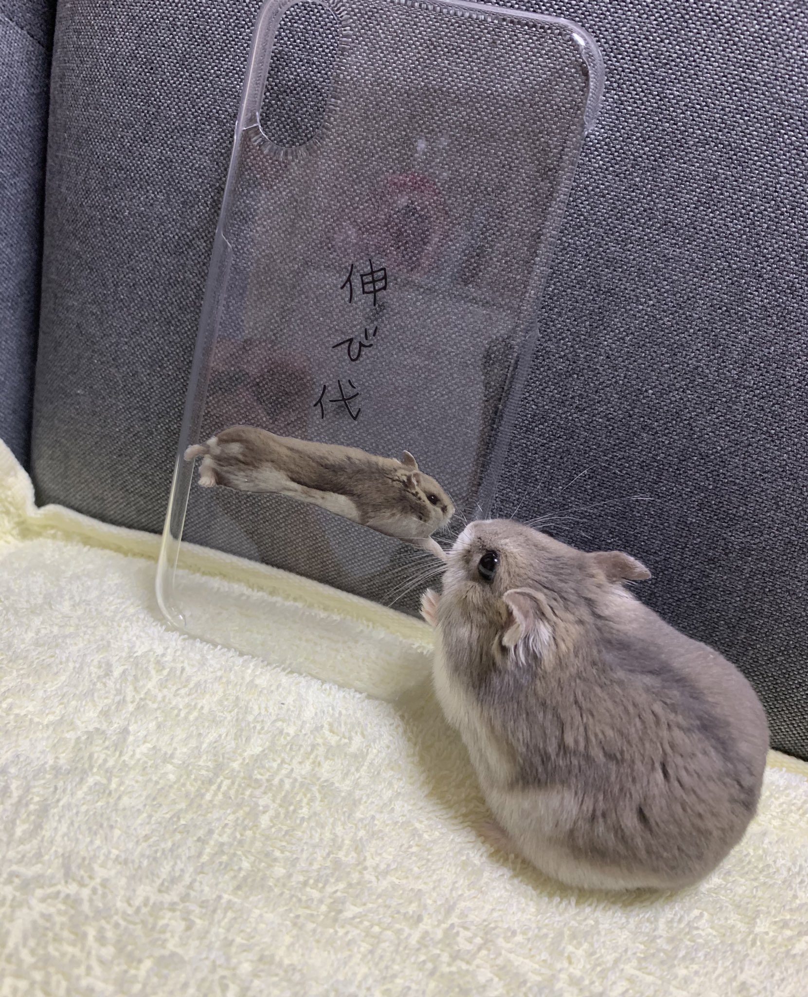 きなこもち ハムスターの下僕 クリケっていうアプリでおもちのスマホケース作りました 画質良く Amp ふわふわ感残す為に自分でちまちま背景透過頑張った アクリルスタンドも気になるから今度作ろうかな ハムスター ハムスター好きと繋がりたい