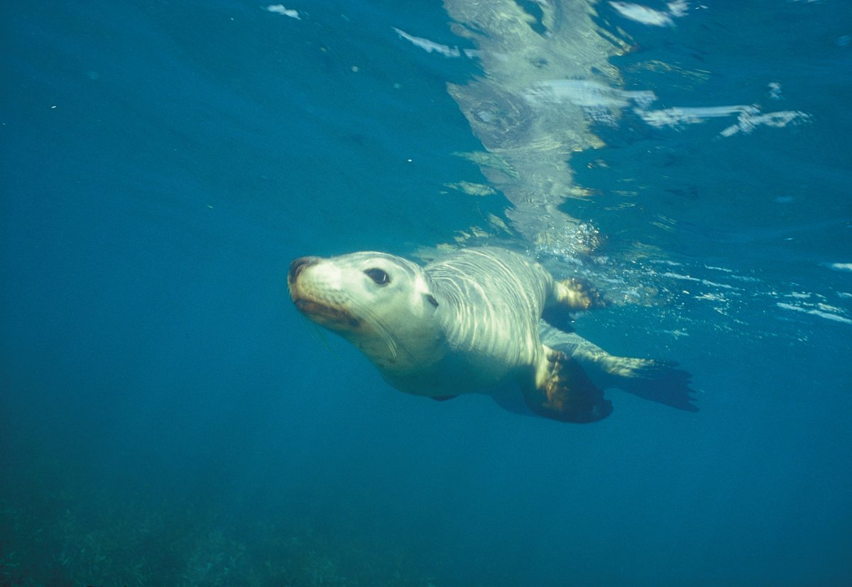 NEW 2 day Jurien Bay Sea Lion Discovery Tour 🦭 

Please visit our website or give us a call for more information.

Image credit: Tourism Western Australia 

#jurienbay #sealion
