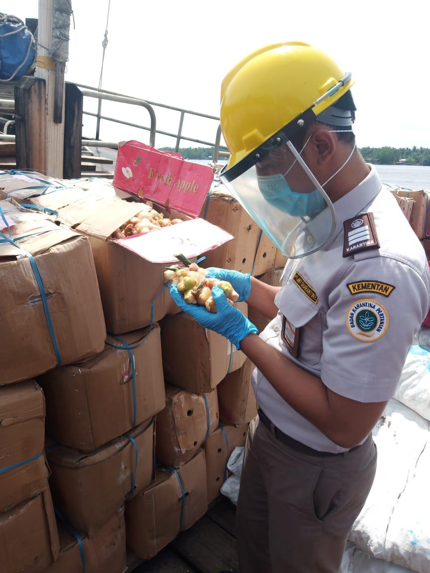 ia_satya's tweet photo. Jahe sehat? Pasti sudah diperiksa pejabat karantina 
@Barantan_RI
@kementan 

#PemusnahanJaheBerpenyakit https://t.co/0ebMAksNWj