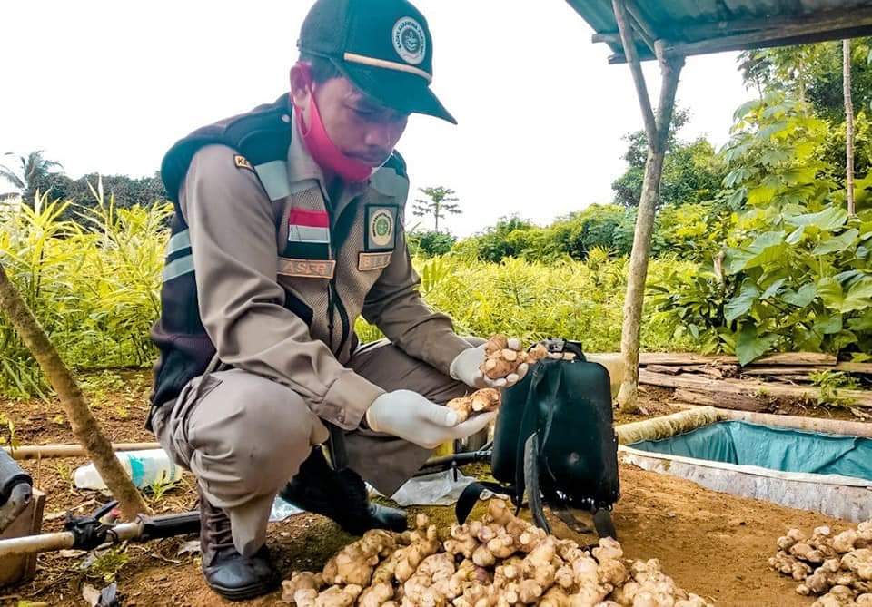 ia_satya's tweet photo. Mau kirim jahe? Mau tau persyaratannya? Tanya ke @Barantan_RI @bkpbatam @KarantinaPalu @karantina_pare2 @karantinaambon @karantinabiak @karantinapku @karantinabjm 

#PemusnahanJaheBerpenyakit https://t.co/cB6Oeb9ZiR
