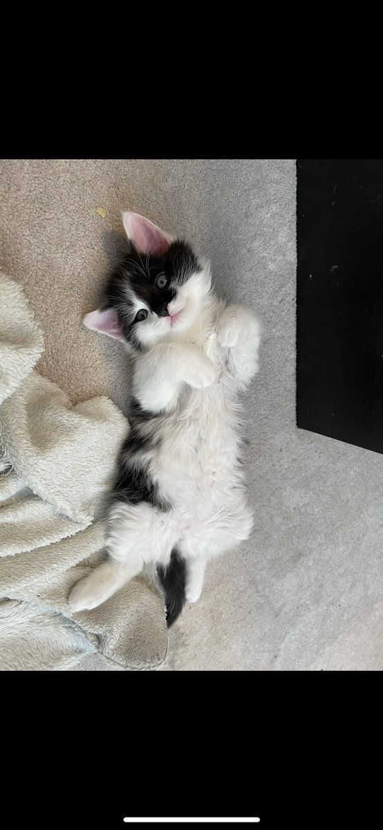 Tyler_Cullen4's tweet photo. @INF1N1TEMUSIC Cats like dubstep too 😤🥺 https://t.co/wnBo5aT1wj