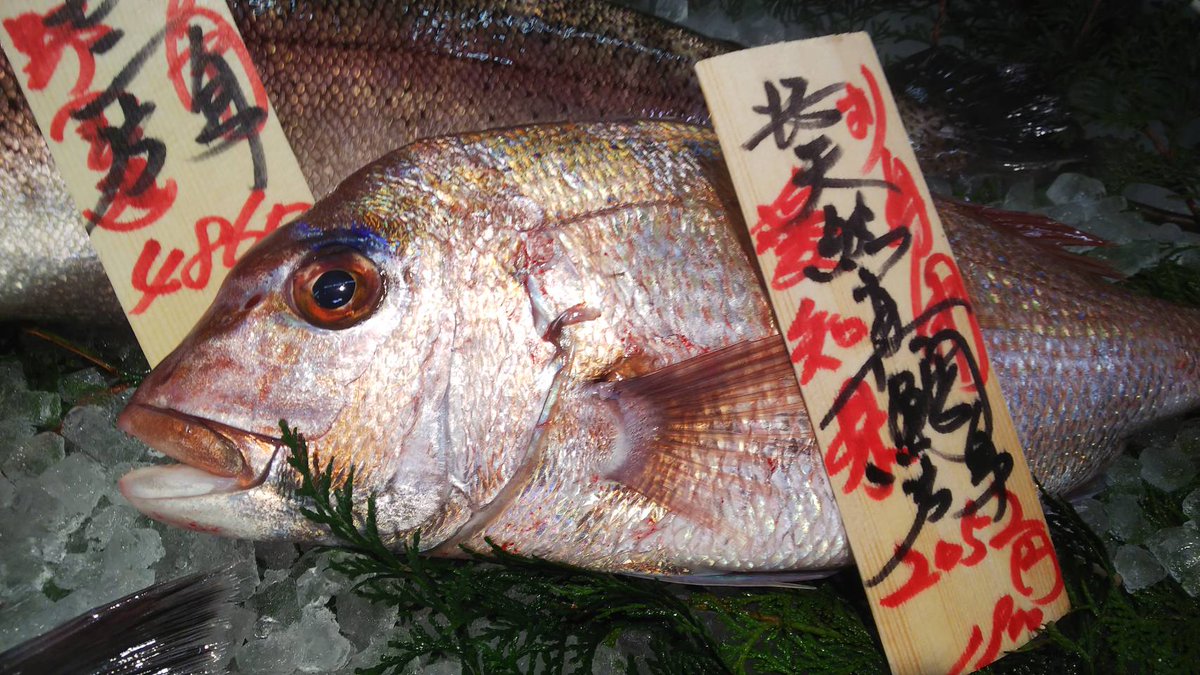 魚忠販売促進部雑用係長つねを 元気ですかーッ 魚忠三越星ヶ丘店 魚屋の王道を目指す弊社 としてはこれは外せません 天然真鯛 です この時季は桜鯛ですね お刺身 薄造り カルパッチョ 塩焼き ムニエル 煮付け 鯛めしにお吸い物 と何でもできる お