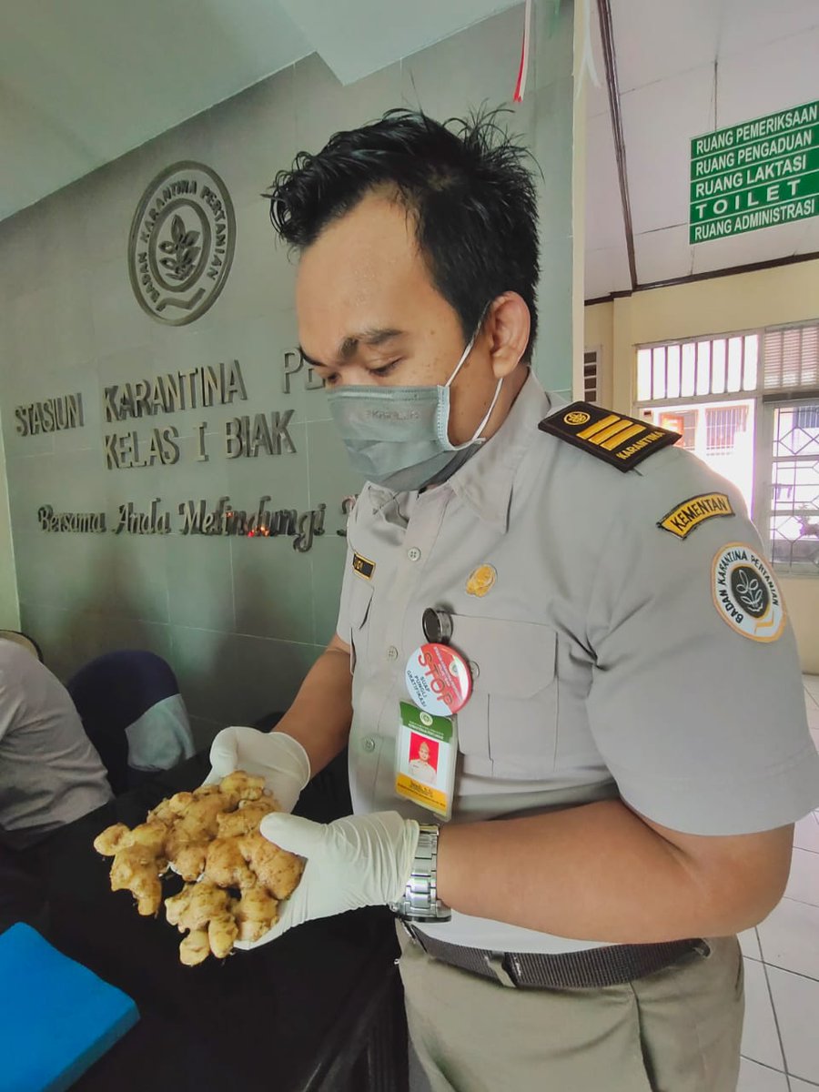 ia_satya's tweet photo. Jahe sudah pssti sehat jika sudah diperiksa @saudi_tunru dari @karantinabiak @Barantan_RI 

#PemusnahanJaheBerpenyakit https://t.co/fXwaiZoZg3