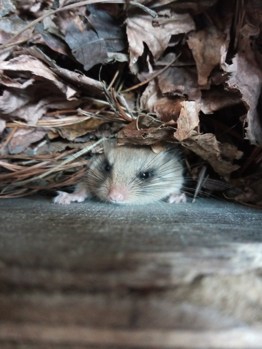 moriokazoo's tweet photo. 冬眠していたニホンヤマネが覚醒しました。食欲旺盛、体重も安定しており元気いっぱいです。小さな体で冬をしっかりと乗り越える姿に、毎年の事ながら感心を通り越して尊敬です。岩手の大自然に生きるニホンヤマネたちも、小さな体で少しずつ春の暖かさを感じていることと思います。 https://t.co/c7P7eGaYqM
