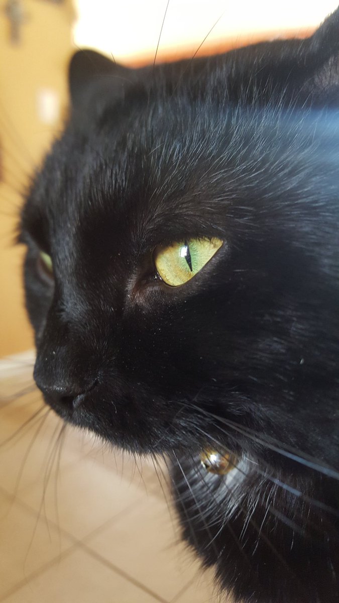 smilehaley23's tweet photo. @Corpse_Husband listen... my cats  name is Echo...and he is dope, and sweet as can be...he is
also a dragon
😎 https://t.co/JyX7zBiHVY