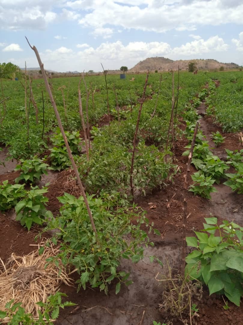 LoneWalker_256's tweet photo. What's the worth of your network?
There are quite a number of lessons we learn from our closest contacts & @jkwasikye is one of them. Our conversations both on & off media are usually #agrobased & value - addition.
If you are in Mbale, buy tomatoes from him at 30k per basin. https://t.co/l9ehVptEY8