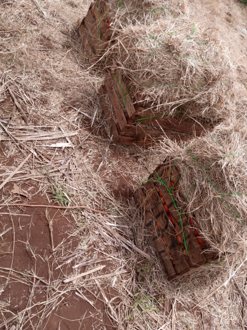LoneWalker_256's tweet photo. What's the worth of your network?
There are quite a number of lessons we learn from our closest contacts & @jkwasikye is one of them. Our conversations both on & off media are usually #agrobased & value - addition.
If you are in Mbale, buy tomatoes from him at 30k per basin. https://t.co/l9ehVptEY8