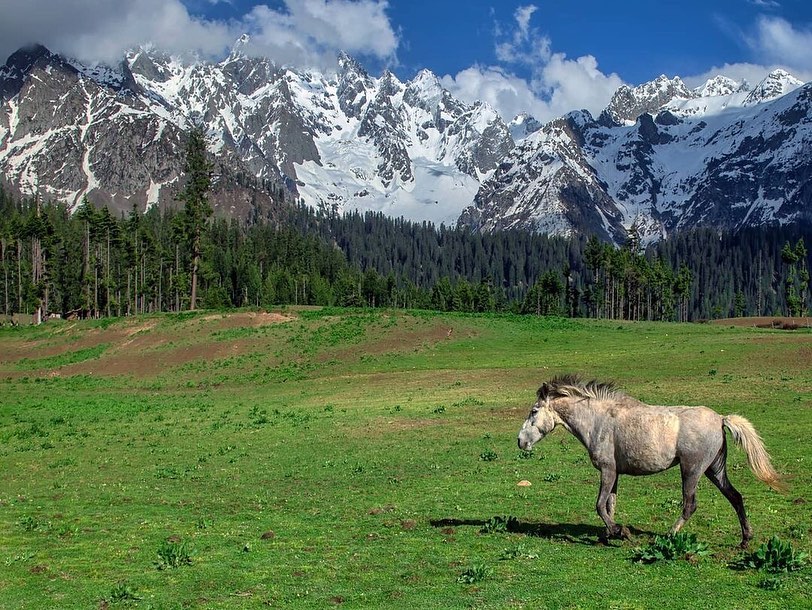 IROPakistan_'s tweet photo. Jag Banal Meadows, Upper Kalam Swat

#Punjab #Azadkashmir #Balochistan #Sindh #KPK #GilgitBaltistan #Pakistan #WonderfulPakistan #Pakistanis #PakistanPics #pakistanbeautiful #Pakistanis #travelpakistan #travelling #travelphotography #travelphotography https://t.co/u46DZwBT0l