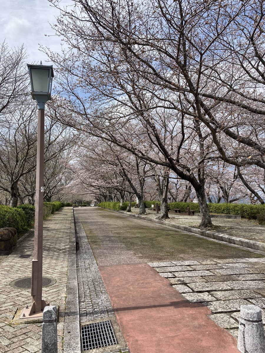 ecofarm2's tweet photo. 七谷川の桜🌸状況 https://t.co/2wNoj0UP70