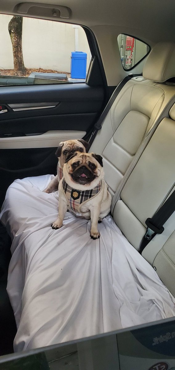 ThePugDuo's tweet photo. @MinnieMaxPugs We LUBZ our rides too! https://t.co/MqAr3WDMTg