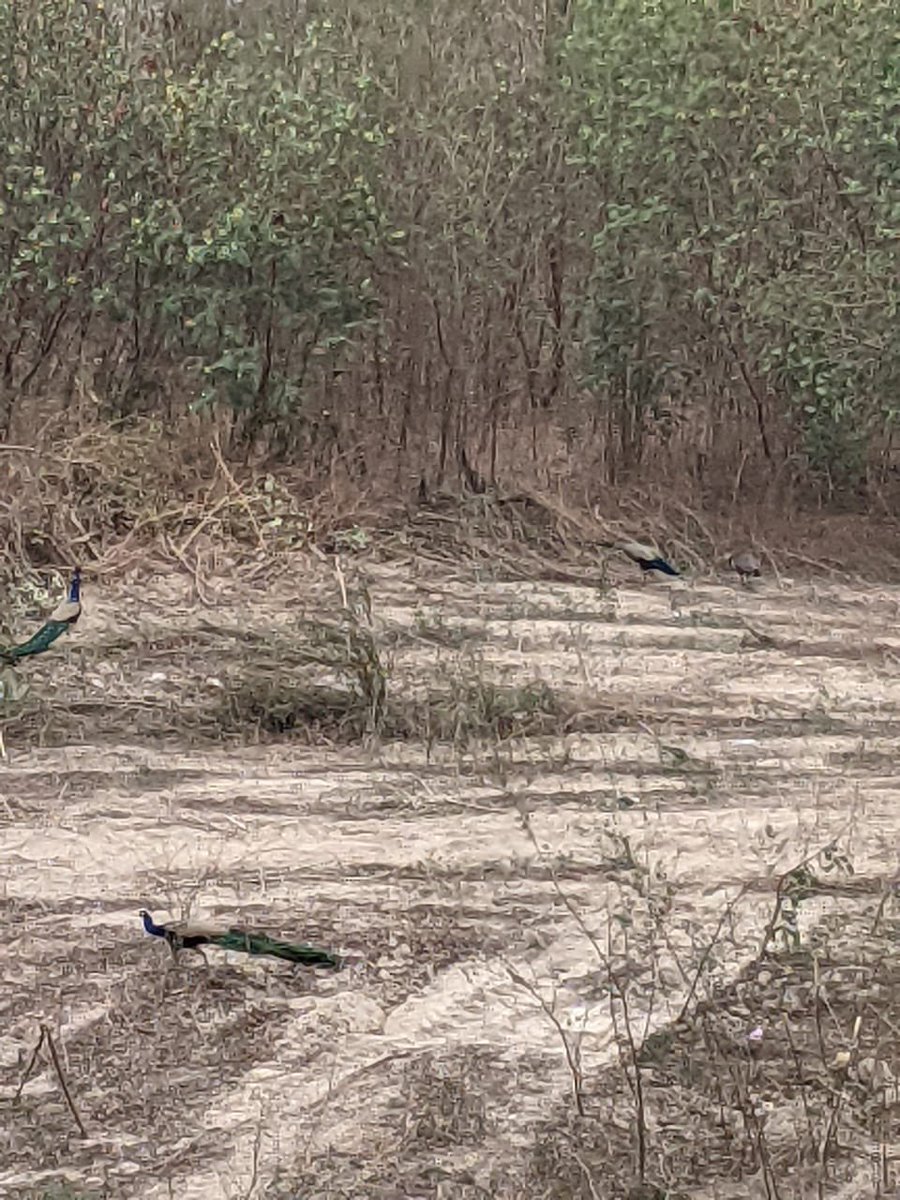 ApoorvaB22's tweet photo. In Bhavani ground sector 46, Noida they are cutting down trees ruthlessly. Peacocks have lost their home and are crying since yesterday.Can somebody please look into this and relocate them? This should have been done earlier. @PrakashJavdekar @sambitswaraj @conserve_ind https://t.co/lueInBsDz7